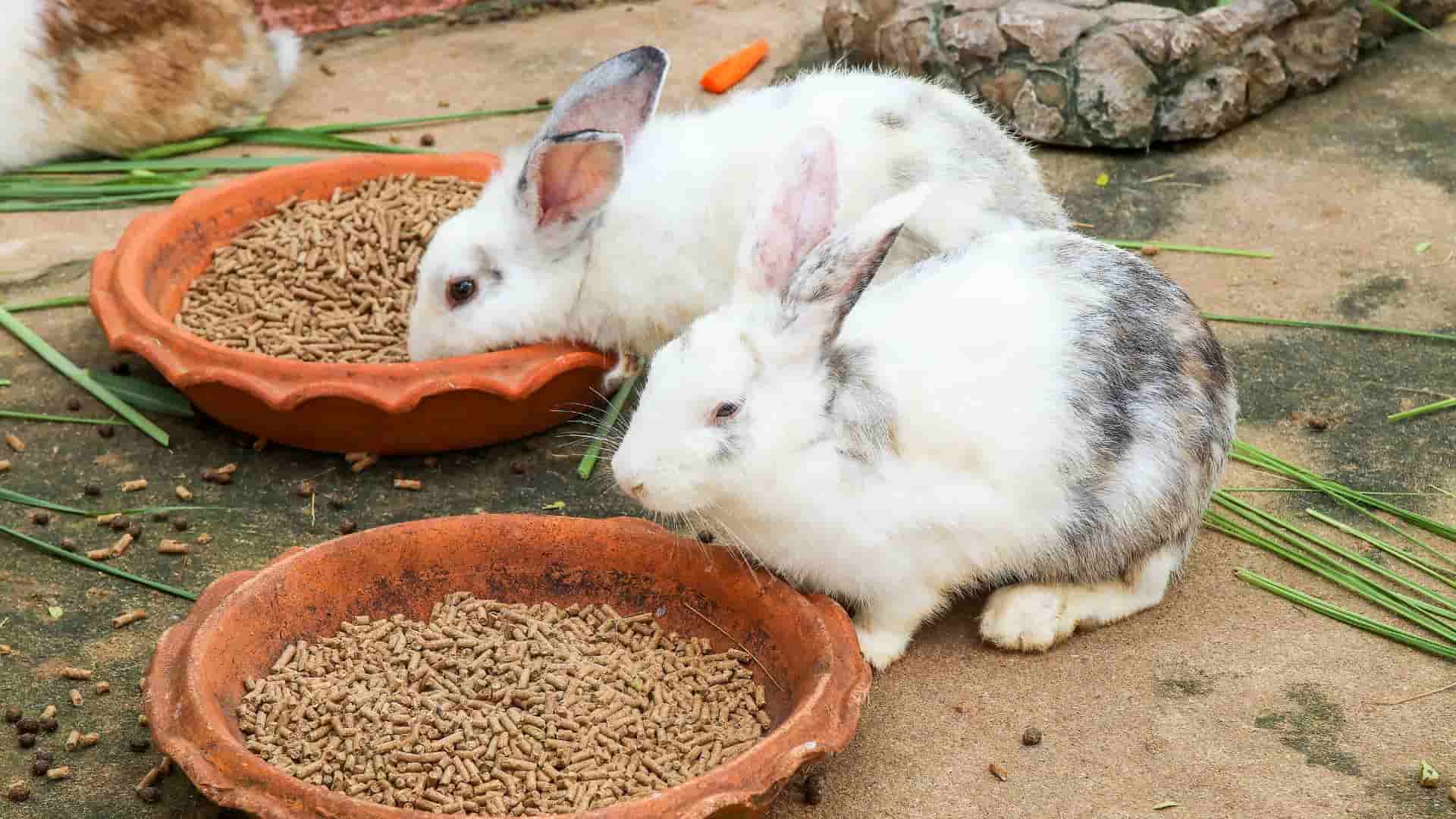 מזונות רעילים לארנבים