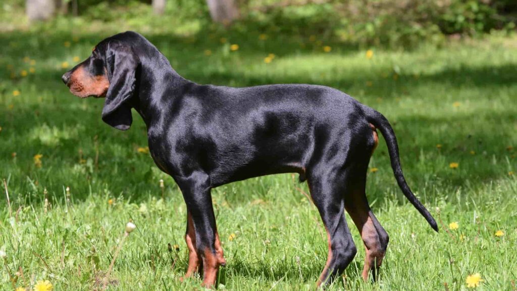 Black and Tan Coonhound - כלבים למעקב